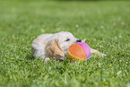 Golden Retriever Puppy