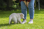 Golden Retriever Puppy
