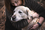 male Golden Retriever