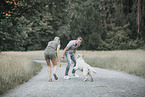 male Golden Retriever