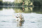 male Golden Retriever