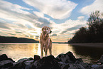 female Golden Retriever