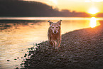 female Golden Retriever