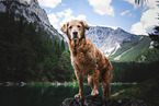female Golden Retriever