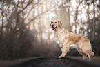 female Golden Retriever