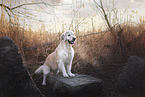 female Golden Retriever