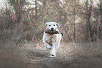 female Golden Retriever