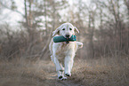 female Golden Retriever