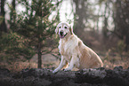 female Golden Retriever