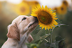 Golden Retriever Puppy