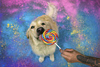 coloured Golden Retriever