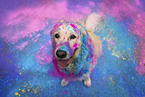 coloured Golden Retriever