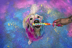 coloured Golden Retriever