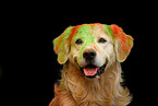 Golden Retriever at holi shooting
