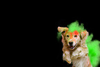 Golden Retriever at holi shooting
