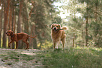 dogs
