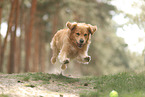 Golden Retriever outdoor