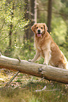 Golden Retriever outdoor