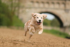 Golden Retriever outdoor