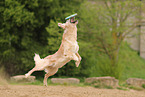 Golden Retriever outdoor