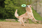 Golden Retriever outdoor