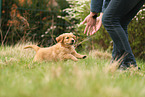 Golden Retriever Puppy