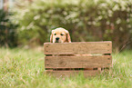 Golden Retriever Puppy