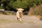 Golden Retriever Puppy