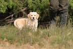 Golden Retriever Puppy