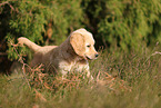 Golden Retriever Puppy