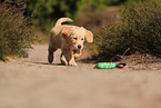Golden Retriever Puppy