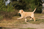 Golden Retriever Puppy