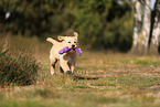 Golden Retriever Puppy