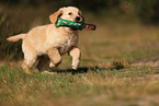 Golden Retriever Puppy