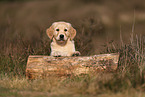 Golden Retriever Puppy