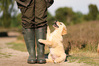 Golden Retriever Puppy