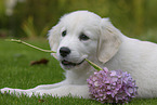 Golden Retriever Puppy