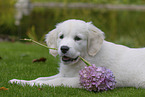Golden Retriever Puppy