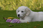 Golden Retriever Puppy