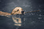female Golden Retriever