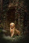adult Golden Retriever
