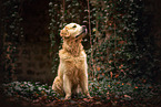 adult Golden Retriever