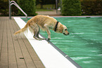 Golden Retriever at swimming bath