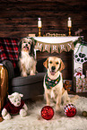 2 dogs