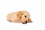 Golden Retriever Puppy