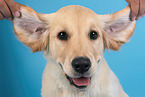 Golden Retriever Puppy