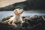 Golden Retriever Puppy