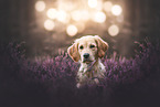 young Golden Retriever