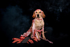 young Golden Retriever