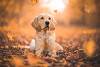 young Golden Retriever